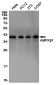 AMPK beta 1 Rabbit mAb ABZ4827