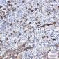AKT Rabbit mAb ABZ4830