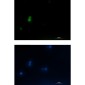 LEF1 Rabbit mAb ABZ4832