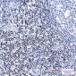 LEF1 Rabbit mAb ABZ4832