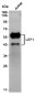 LEF1 Rabbit mAb ABZ4832