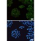 SENP1 Rabbit mAb ABZ4835