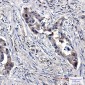 SENP1 Rabbit mAb ABZ4835