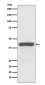 ATG3 Rabbit mAb ABZ4838