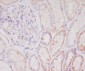 SMAC Rabbit mAb ABZ4840