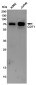 CDT1/DUP Rabbit mAb ABZ4844