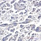 APG5L/ATG5 Rabbit mAb ABZ4845