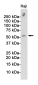 APG5L/ATG5 Rabbit mAb ABZ4845