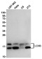 LC3B Rabbit mAb ABZ4846
