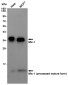GDF15 Rabbit mAb ABZ4848
