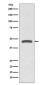 TSG101 Rabbit mAb ABZ4849