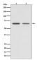 GAD67 Rabbit mAb ABZ4852