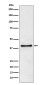 TRIB3 Rabbit mAb ABZ4853