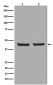 PHD1/prolyl hydroxylase Rabbit mAb ABZ4855