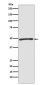 ATG4C Rabbit mAb ABZ4856
