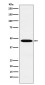 Wnt2b Rabbit mAb ABZ4857