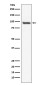 USP13 Rabbit mAb ABZ4858