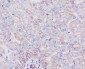 SR-BI Rabbit mAb ABZ4861