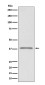 Podoplanin Rabbit mAb ABZ4863