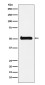 ULK3 Rabbit mAb ABZ4865
