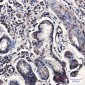 CNOT7 Rabbit mAb ABZ4866
