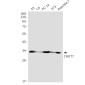 CNOT7 Rabbit mAb ABZ4866