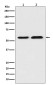 TXNRD1 Rabbit mAb ABZ4868