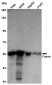 Fascin Rabbit mAb ABZ4869