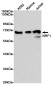 NRF1 Rabbit mAb ABZ4870