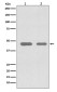 CDC37 Rabbit mAb ABZ4872