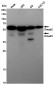 Smad2/3 Rabbit mAb ABZ4875