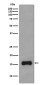 TOMM20 Rabbit mAb ABZ4878