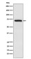 TRIM25 Rabbit mAb ABZ4882