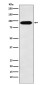 Cullin 4A Rabbit mAb ABZ4884