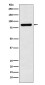Cullin 3 Rabbit mAb ABZ4885