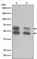 CaMKII Rabbit mAb ABZ4888