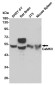 CaMKII Rabbit mAb ABZ4888