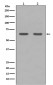 HDAC1 Rabbit mAb ABZ4889