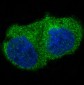 ILK Rabbit mAb ABZ4894