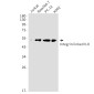 ILK Rabbit mAb ABZ4895