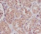 STK3/MST-2 Rabbit mAb ABZ4897