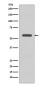 STK3/MST-2 Rabbit mAb ABZ4897