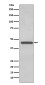 TDP43 Rabbit mAb ABZ4899