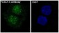 FOXO1 Rabbit mAb ABZ4900