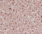 FOXO1 Rabbit mAb ABZ4900