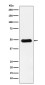 RBBP4 Rabbit mAb ABZ4901