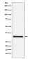 GC1q R Rabbit mAb ABZ4904