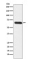RBPJK Rabbit mAb ABZ4906