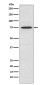 PKC theta Rabbit mAb ABZ4908