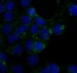 Caveolin-1 Rabbit mAb ABZ4910